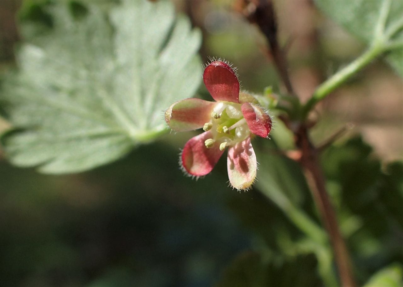 Ribes uva-crispa